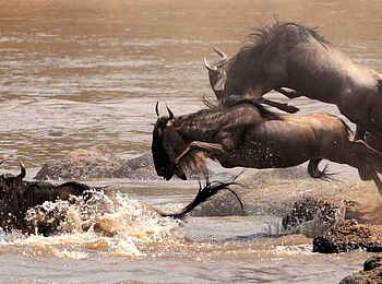 Mara Ngenche Camp: Springende Gnus