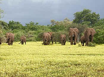 Mashatu Game Reserve: Elefanten auf einem Devil-Thorn-Teppich
