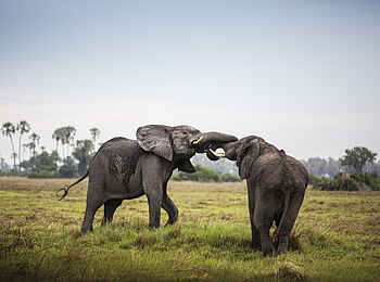 Mombo Camp: Elefantenbullen Mombo Camp: Elefantenbullen