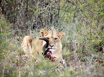 Naboisho Camp: Löwin beim Fressen