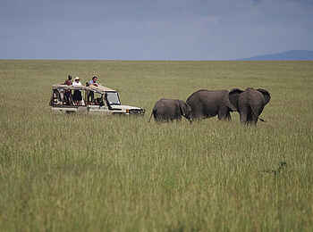Naibor Camp: Elefanten bei einer Pirschfahrt Naibor Camp: Elefanten bei einer Pirschfahrt
