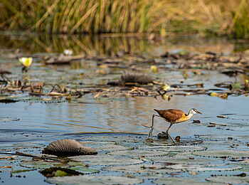 Selinda Camp: Blatthühnchen