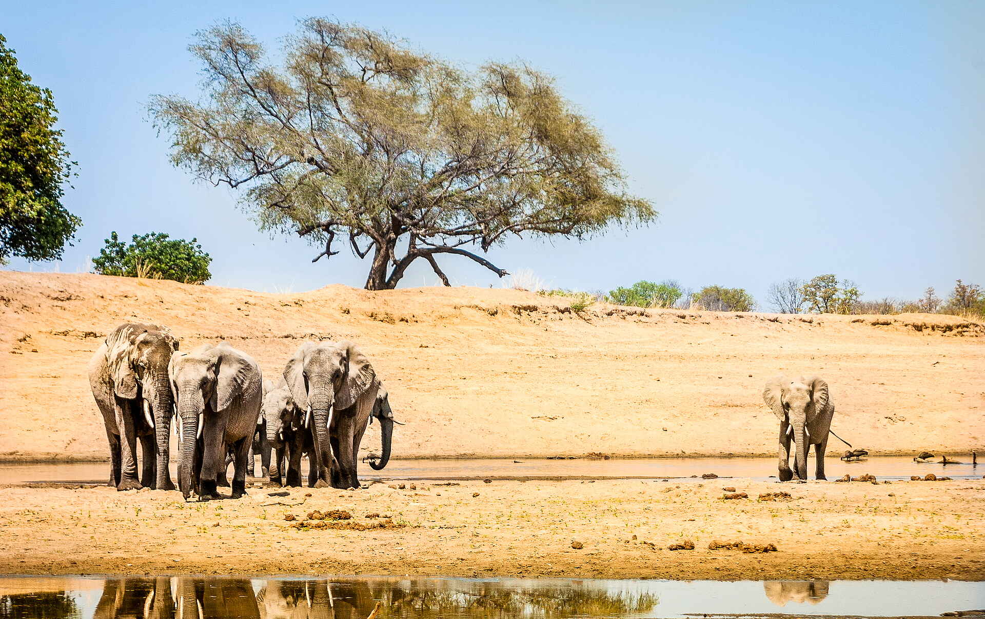 Green Safaris, Lupanda Game Management Area, Shawa Luangwa Camp, South Luangwa National Park, Elefanten, Game Drive, Afrikarma, Afrikarma Safaris, Afrikarma Safaris. Wildnis. Hautnah., Afrikarma.de