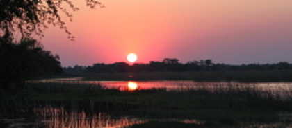 Maun