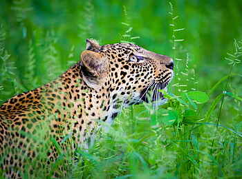 Time + Tide Luwi: Leopard auf der Pirsch