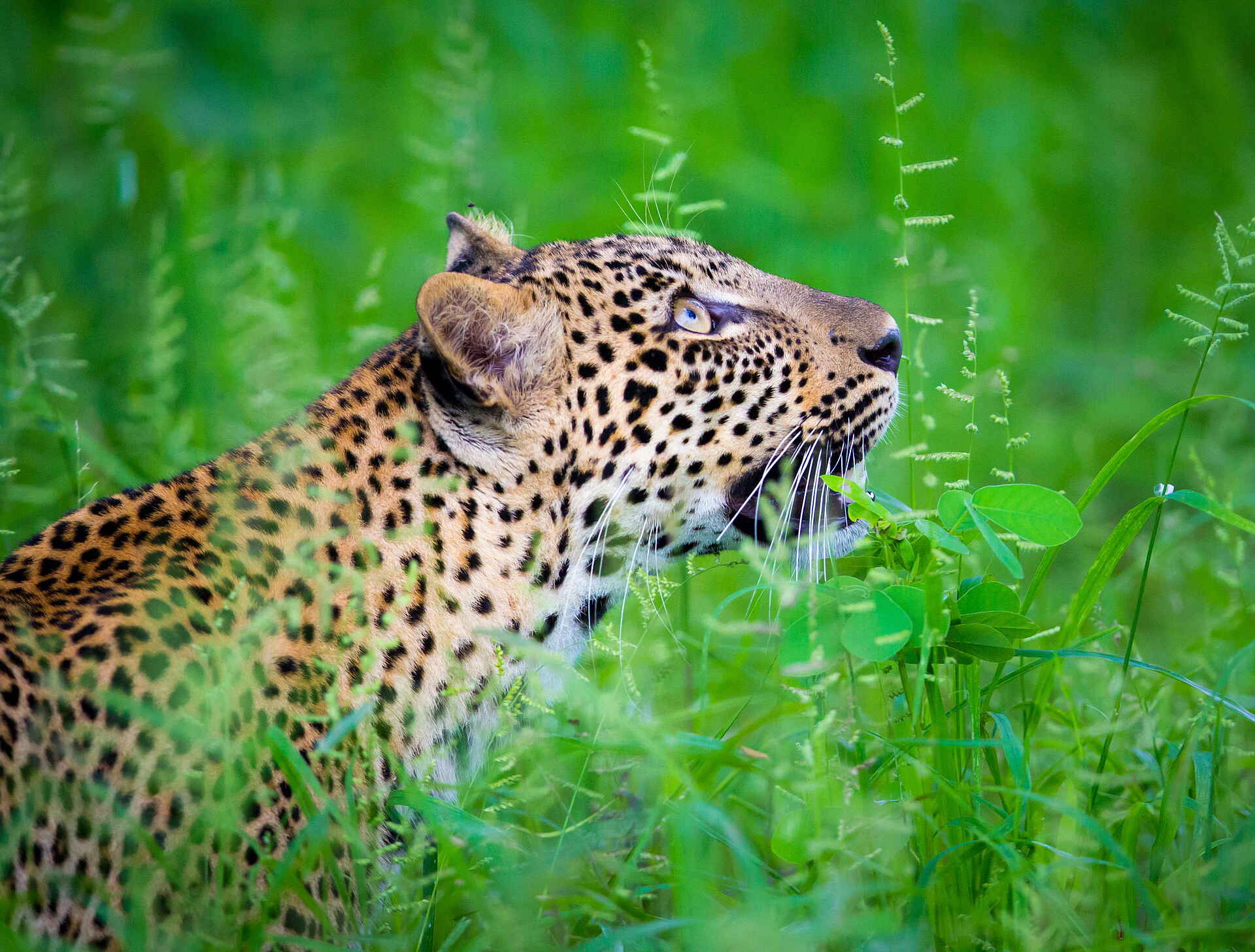 Time + Tide Luwi: Leopard auf der Pirsch