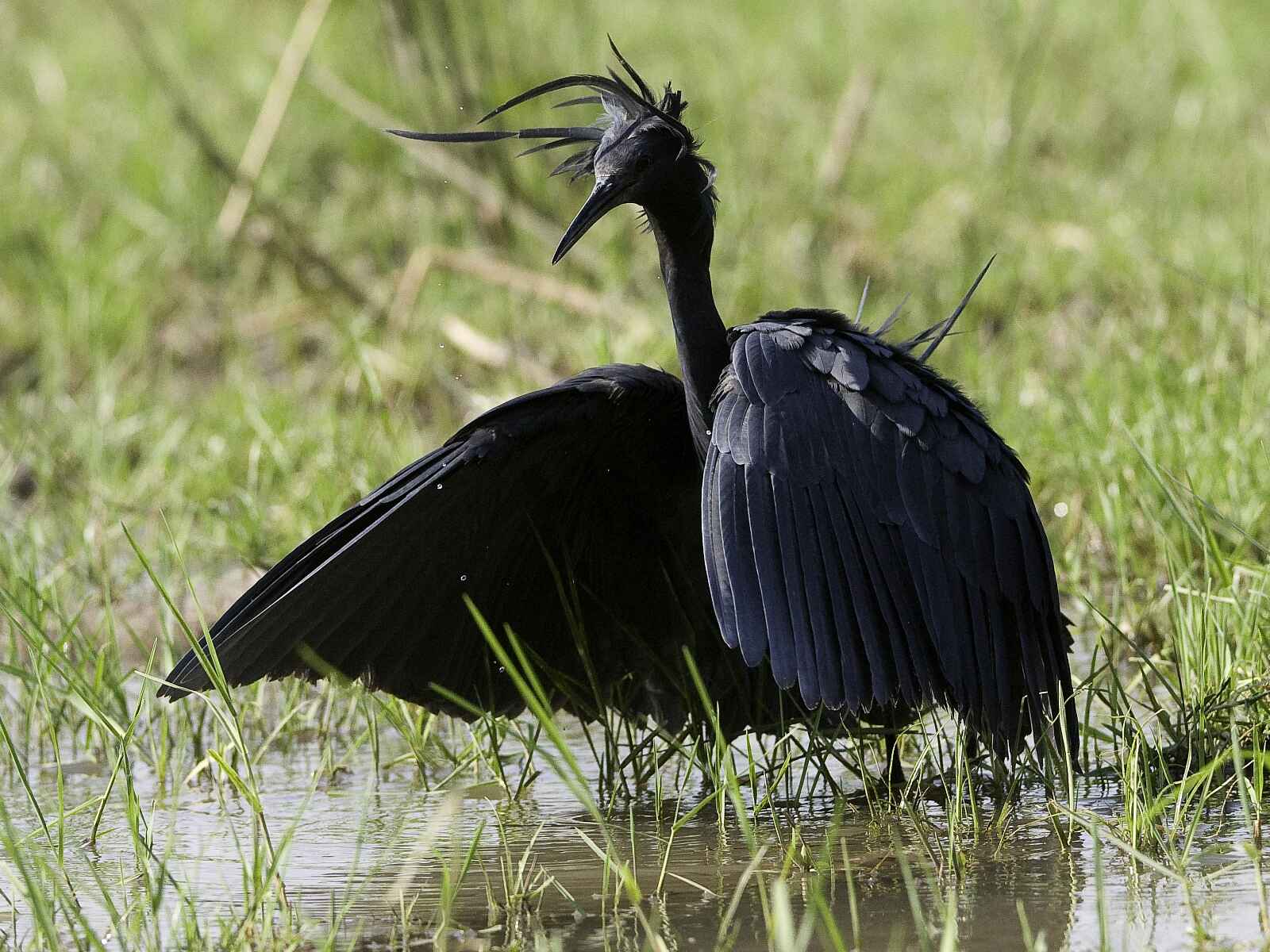 Banoka Bush Camp: Schwarzreiher Banoka Bush Camp: Schwarzreiher