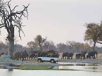 Davison's Camp: Elefantenbegegnung Davison's Camp: Elefantenbegegnung
