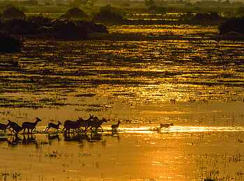 Duba Explorers Camp: Typische Okavango Stimmung