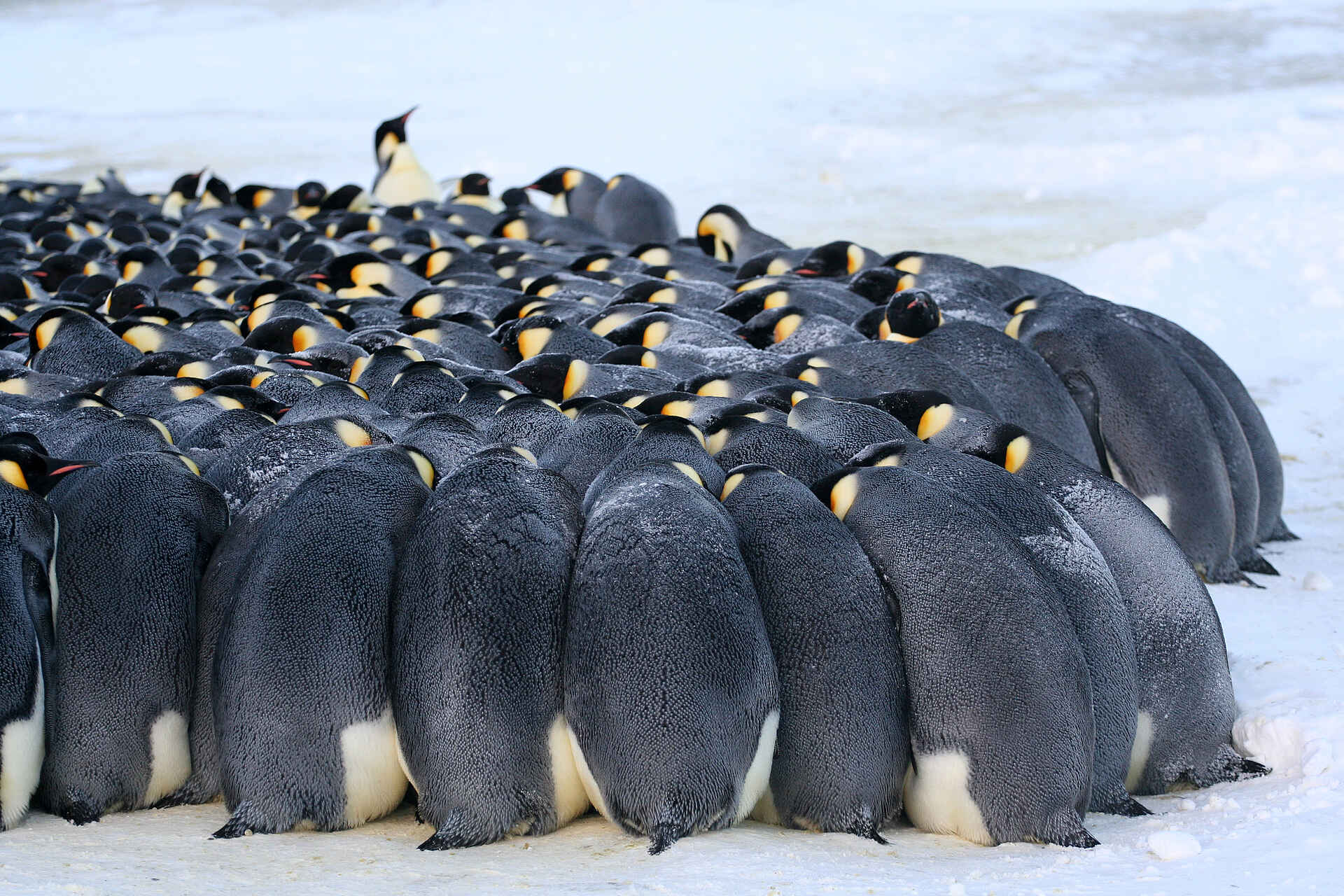 Echo Base Camp: Pinguine schützen sich vor der Kälte Echo Base Camp: Pinguine schützen sich vor der Kälte