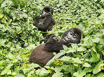 Erebero Hills: Eine Gorillafamilie  Erebero Hills: Eine Gorillafamilie