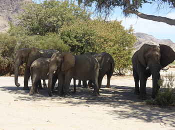 Fort Sesfontein: Eine Gruppe Elefanten bei der Rast