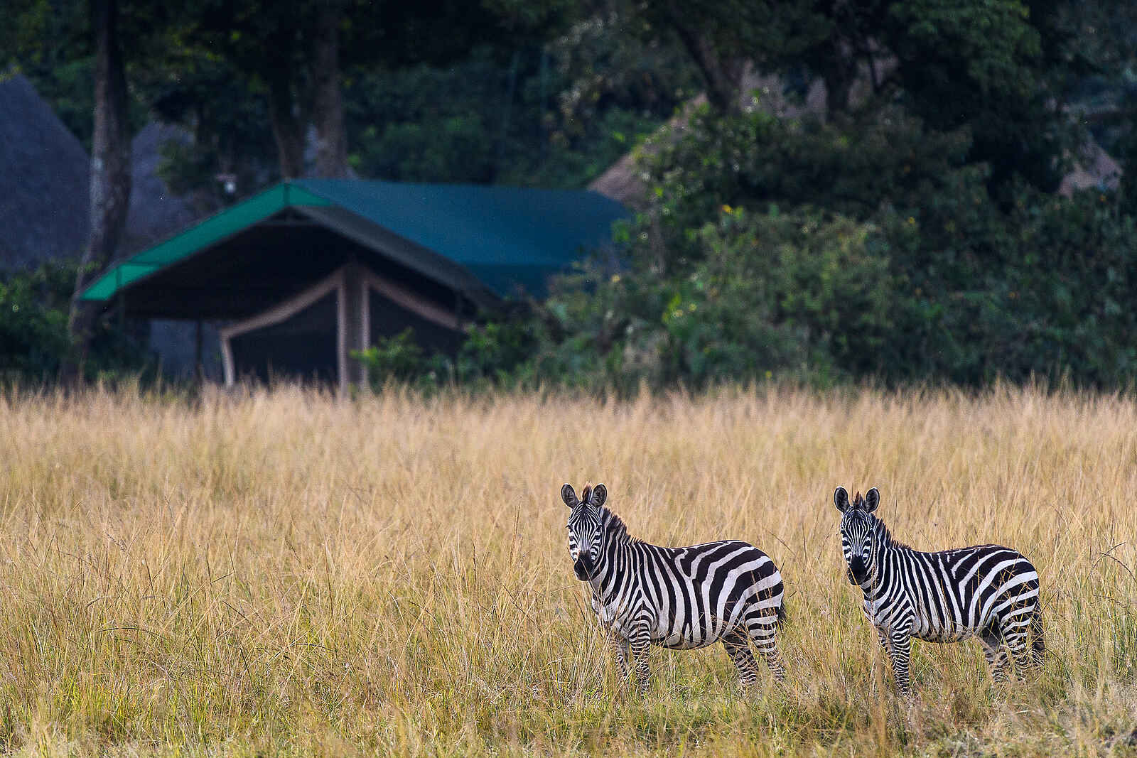 Governors' Camp: Zebras vor dem Camp Governors' Camp: Zebras vor dem Camp