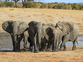 Jozibanini Camp: Die größten an Land lebenden Säugetiere Jozibanini Camp: Die größten an Land lebenden Säugetiere