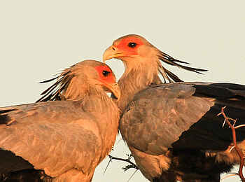 Jozibanini Camp: Vogelpaar Jozibanini Camp: Vogelpaar