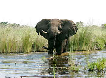 Kwara Camp: Elefant im Moanachira Kwara Camp: Elefant im Moanachira