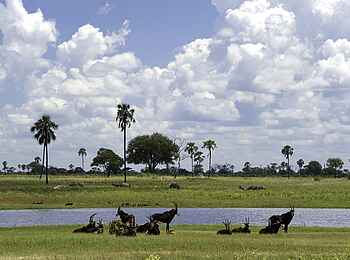 Little Makalolo Camp: Sommerwolken Little Makalolo Camp: Sommerwolken