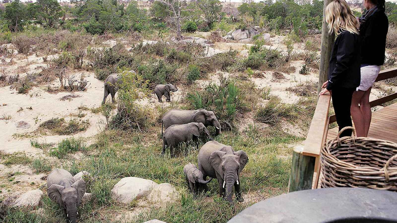 Londolozi Founders Camp: Elefantenherde im Camp Londolozi Founders Camp: Elefantenherde im Camp