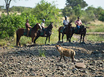 Mashatu Tent Camp: Sichtung einer Hyäne bei einer Reitsafari Mashatu Tent Camp: Sichtung einer Hyäne bei einer Reitsafari
