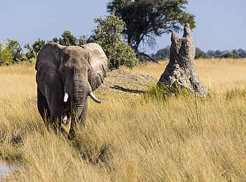 Monachira Camp: Elefant Monachira Camp: Elefant