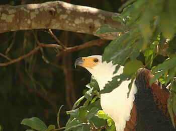 Muchenje Safari Lodge: Fischadler im Blattwerk