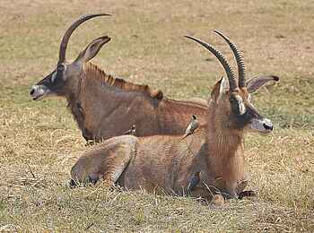 Mukambi Fig Tree Bush Camp: Zwei liegende Pferdeantilopen