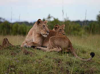 Mukambi Fig Tree Bush Camp: Zwei Löwinen