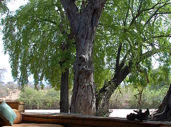 Mwagusi Safari Camp: Baum vor der Terrasse