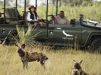 Nxabega Okavango Tented Camp: Geländewagen und Wildhunde