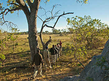 Oddball's Camp: Bush Walk