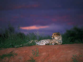 Okonjima Plains Camp: Gepard im Abendlicht Okonjima Plains Camp: Gepard im Abendlicht