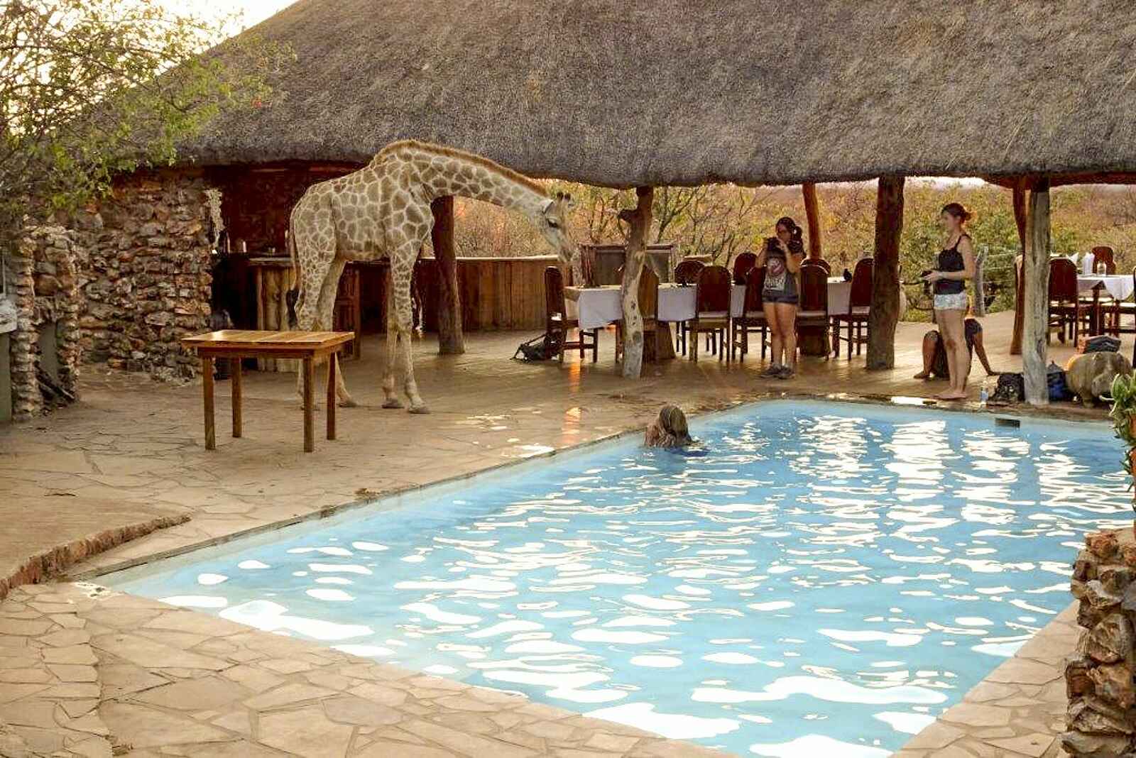 Okutala Lodge: Giraffe am Pool Okutala Lodge: Giraffe am Pool