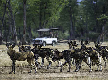 Ruckomechi Camp: Afrikanische Wildhunde Ruckomechi Camp: Afrikanische Wildhunde