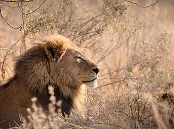 Savuti Camp: Löwe