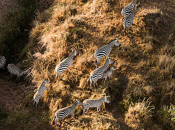Sayari Camp: Zebras
