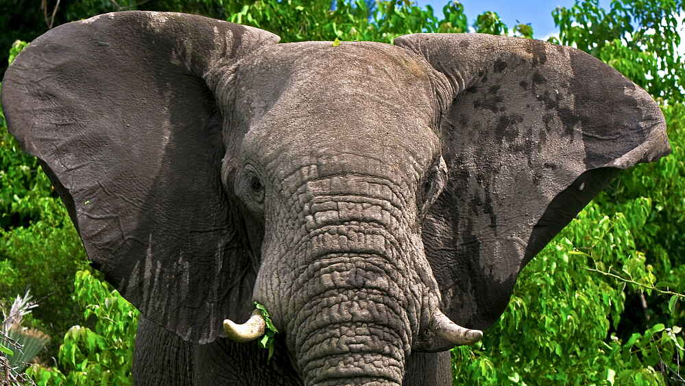 Selinda Explorers Camp: Elefantenbulle