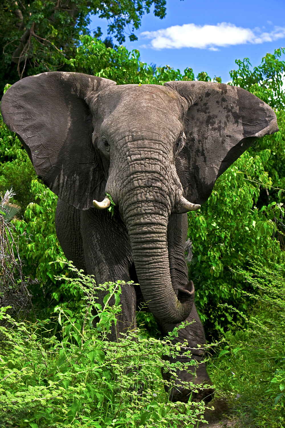 Selinda Explorers Camp: Elefantenbulle