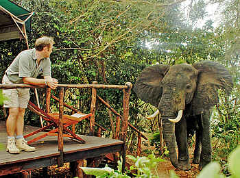 Selous Impala Camp: Elefant am Gästezelt