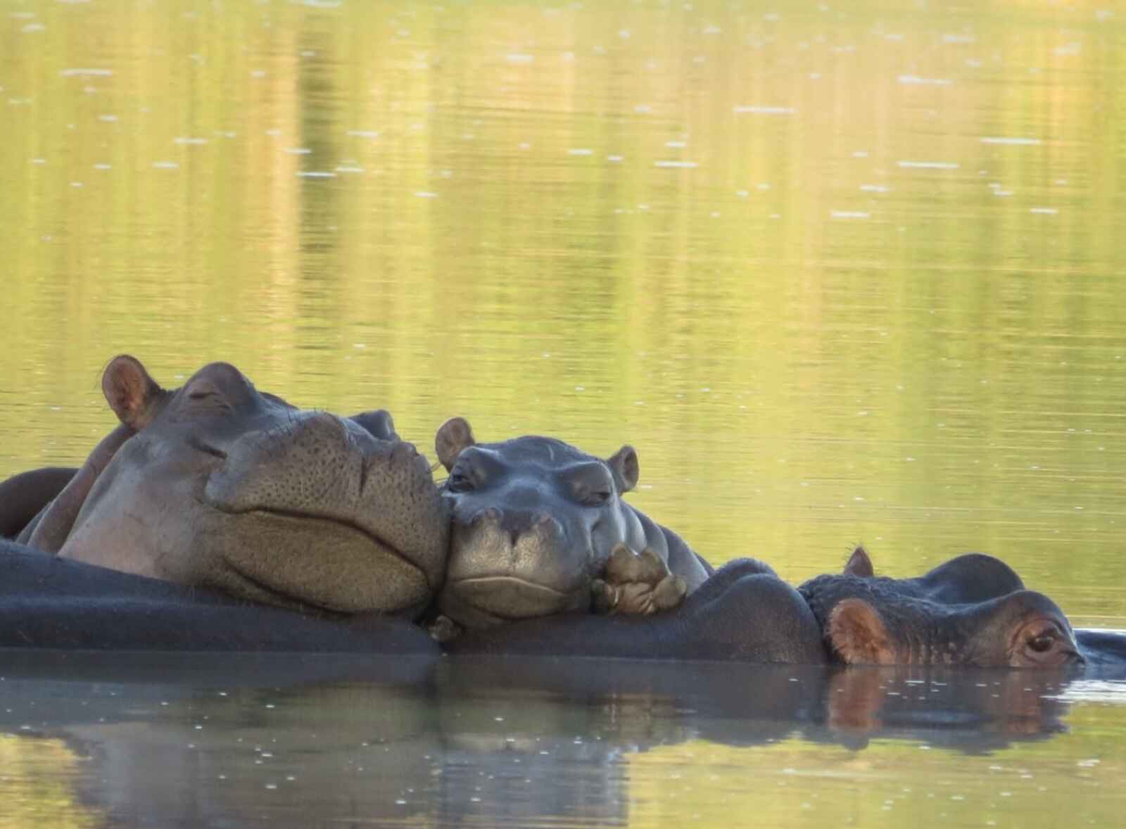 Simbavati Waterside Lodge: Nilpferde im Wasser Simbavati Waterside Lodge: Nilpferde im Wasser
