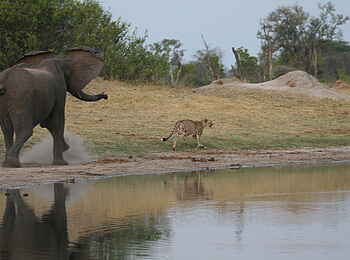 The Hide: Elefant verscheucht Geparden The Hide: Elefant verscheucht Geparden