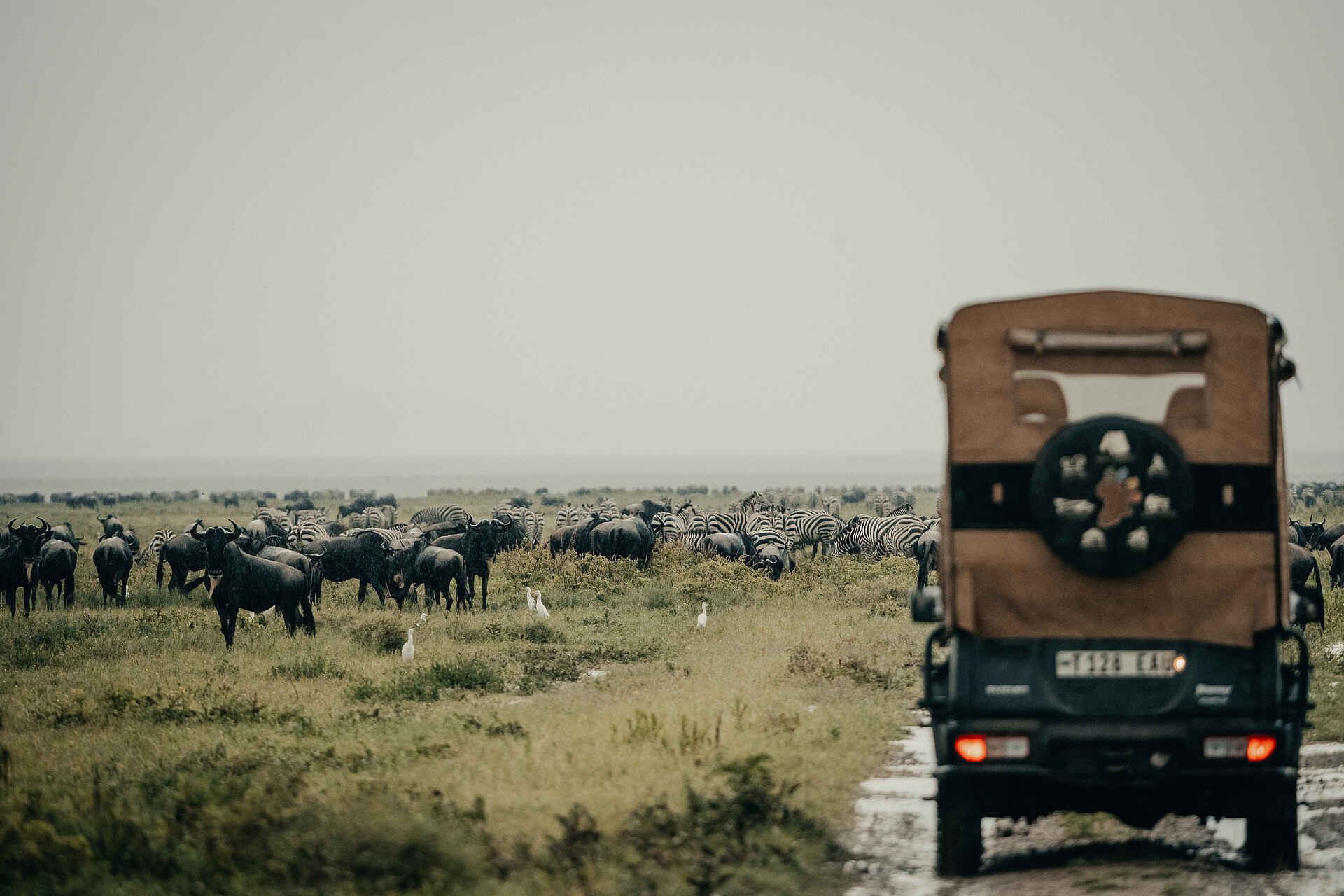 Wayo Serengeti Green Camp: Pirschfahrt mit Gnus und Zebras Wayo Serengeti Green Camp: Pirschfahrt mit Gnus und Zebras