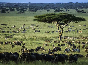 Wilderness Usawa Serengeti: Die Weiten der Serengeti Wilderness Usawa Serengeti: Die Weiten der Serengeti