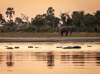 Gomoti Plains Camp: Elefanten und Hippos Abendlicht