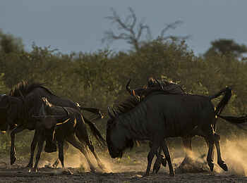 Leopard Plains: Gnus Leopard Plains: Gnus
