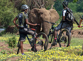 Mashatu Game Reserve: Elefant und Radfahrer