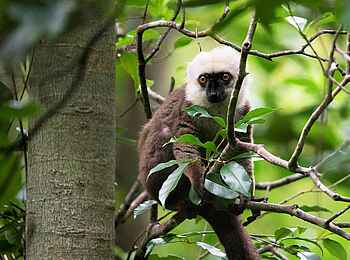 Masoala Forest Lodge: White Fronted Brown Lemur Masoala Forest Lodge: White Fronted Brown Lemur