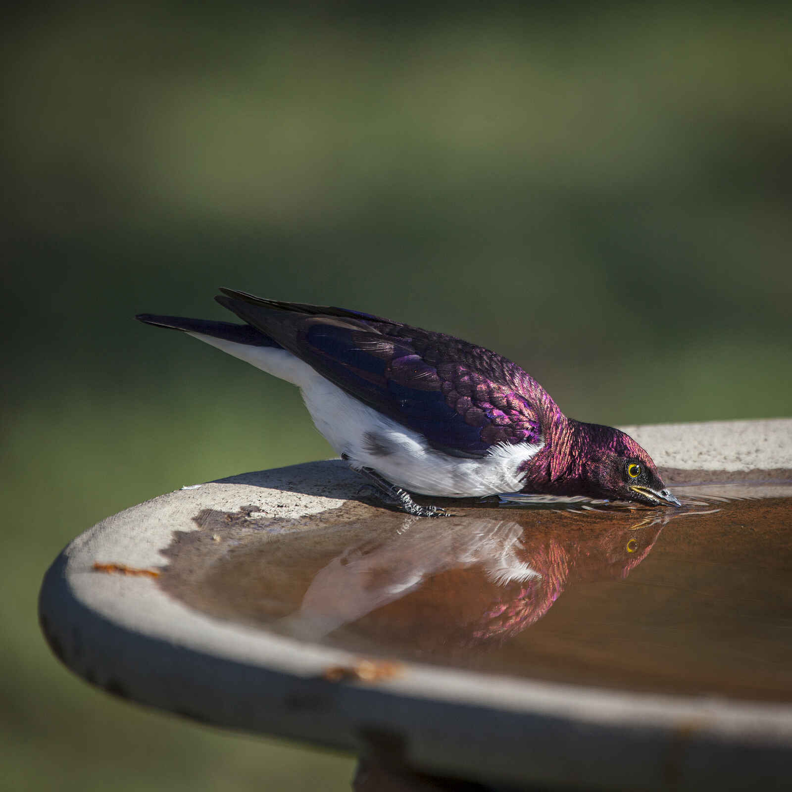 Richards River Camp: Amethystglanzstar Richards River Camp: Amethystglanzstar