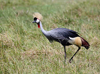 Richards River Camp: Kronenkranich Richards River Camp: Kronenkranich