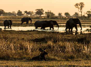 Selinda Camp: Afrikanischer Wildhund und Elefantenherde