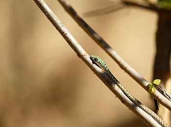 Tusk and Mane Safaris: Spotted Bush Snake Tusk and Mane Safaris: Spotted Bush Snake